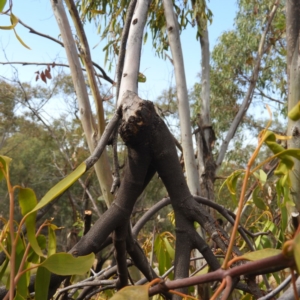 Amyema miquelii at Kambah, ACT - 19 Jan 2019 09:35 AM