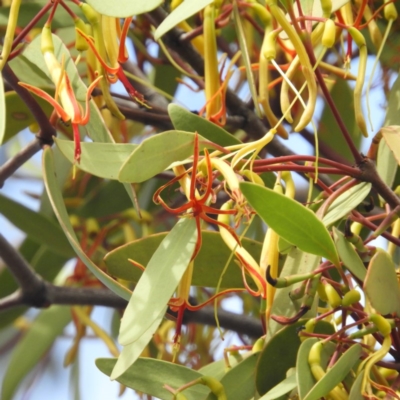 Muellerina eucalyptoides (Creeping Mistletoe) at Mount Taylor - 18 Jan 2019 by MatthewFrawley