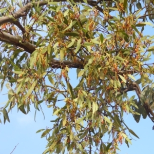 Muellerina eucalyptoides at Kambah, ACT - 19 Jan 2019 09:45 AM