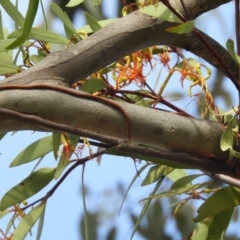 Muellerina eucalyptoides at Kambah, ACT - 19 Jan 2019