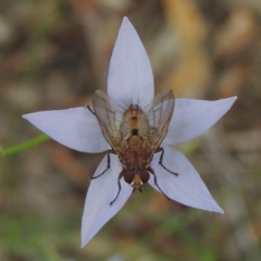 Tachinidae (family) (Unidentified Bristle fly) at Conder, ACT - 7 Jan 2019 by MichaelBedingfield