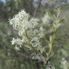 Bursaria spinosa (Native Blackthorn, Sweet Bursaria) at Greenway, ACT - 9 Jan 2019 by michaelb