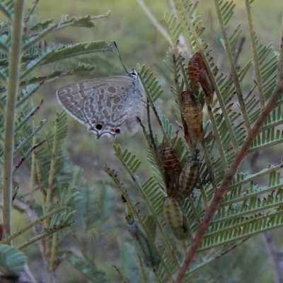 Jalmenus icilius (Amethyst Hairstreak) at Mount Painter - 15 Jan 2019 by CathB