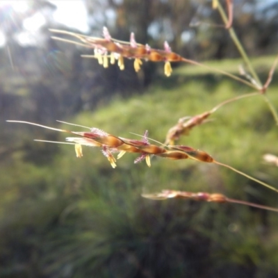 Sorghum leiocladum (Wild Sorghum) at Cook, ACT - 31 Dec 2018 by CathB