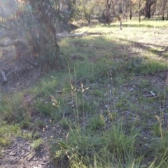 Sorghum leiocladum at Cook, ACT - 1 Jan 2019 07:28 AM