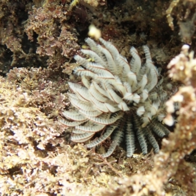 Sabellastarte australiensis (Feather duster worm) at Tathra, NSW - 17 Jan 2019 by Maggie1