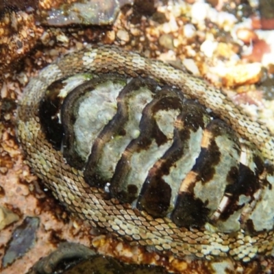 Sypharochiton pelliserpentis (Snakeskin Chiton) at Tathra, NSW - 17 Jan 2019 by Maggie1
