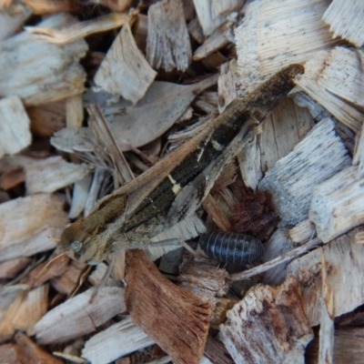 Gastrimargus musicus (Yellow-winged Locust or Grasshopper) at Cook, ACT - 16 Jan 2019 by CathB