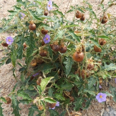 Solanum cinereum (Narrawa Burr) at Kambah, ACT - 18 Jan 2019 by MatthewFrawley