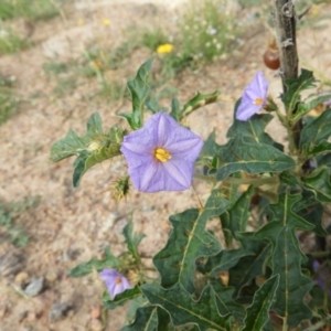 Solanum cinereum at Kambah, ACT - 19 Jan 2019 09:41 AM