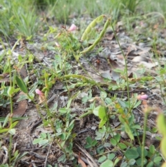 Grona varians (Slender Tick-Trefoil) at Dunlop, ACT - 27 Dec 2018 by CathB