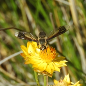 Comptosia sp. (genus) at Kambah, ACT - 19 Jan 2019