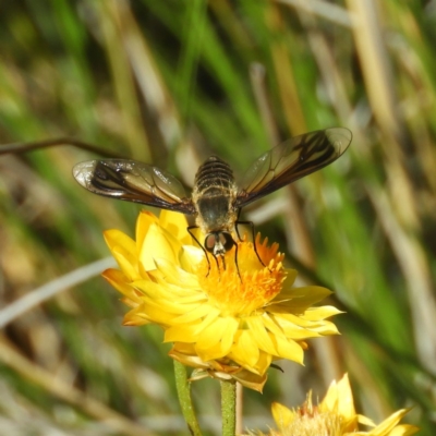 Comptosia sp. (genus) (Unidentified Comptosia bee fly) at Kambah, ACT - 19 Jan 2019 by MatthewFrawley