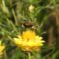 Comptosia (genus) at Kambah, ACT - 19 Jan 2019 10:12 AM