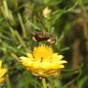 Comptosia sp. (genus) at Kambah, ACT - 19 Jan 2019