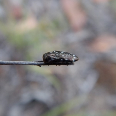 Diphucrania sp. (genus) (Jewel Beetle) at Cook, ACT - 10 Jan 2019 by CathB