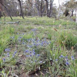 Eryngium ovinum at Dunlop, ACT - 28 Dec 2018 07:51 AM