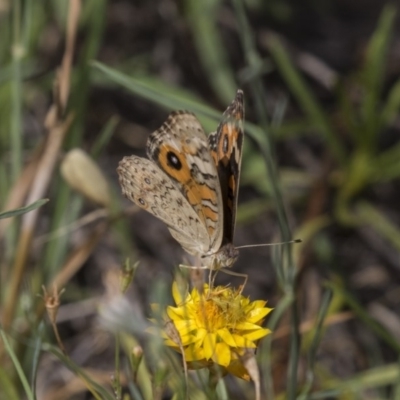 Junonia villida (Meadow Argus) at The Pinnacle - 19 Jan 2019 by Alison Milton