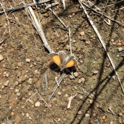 Lucia limbaria (Chequered Copper) at Cook, ACT - 8 Jan 2019 by CathB
