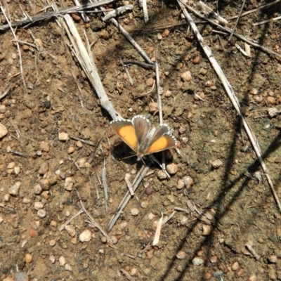 Lucia limbaria (Chequered Copper) at Cook, ACT - 7 Jan 2019 by CathB