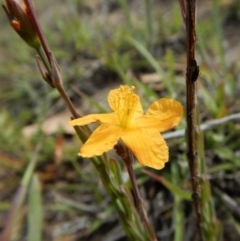 Hypericum gramineum (Small St Johns Wort) at Cook, ACT - 26 Nov 2018 by CathB