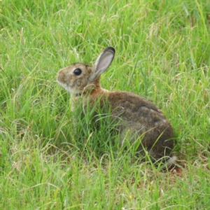 Oryctolagus cuniculus at Fyshwick, ACT - 20 Jan 2019