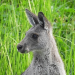 Macropus giganteus (Eastern Grey Kangaroo) at Fyshwick, ACT - 20 Jan 2019 by MatthewFrawley