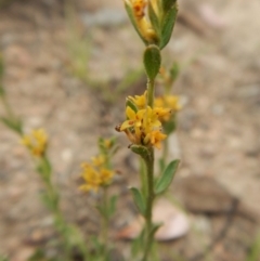 Pimelea curviflora (Curved Rice-flower) at Cook, ACT - 25 Nov 2018 by CathB