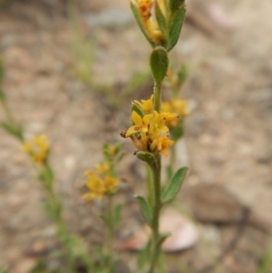 Pimelea curviflora at Cook, ACT - 25 Nov 2018