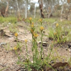 Pimelea curviflora at Cook, ACT - 25 Nov 2018