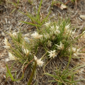 Rytidosperma carphoides at Cook, ACT - 24 Nov 2018 05:35 PM