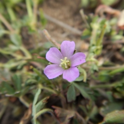 Geranium solanderi var. solanderi (Native Geranium) at Cook, ACT - 27 Nov 2018 by CathB