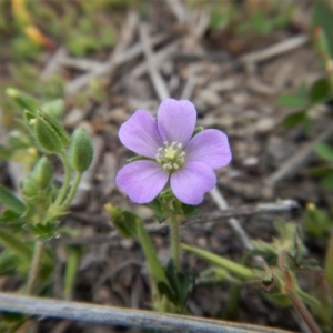 Geranium solanderi var. solanderi at Cook, ACT - 27 Nov 2018