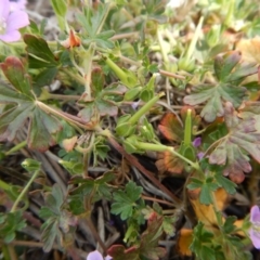 Geranium solanderi var. solanderi at Cook, ACT - 27 Nov 2018