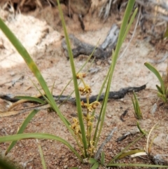 Lomandra filiformis (Wattle Mat-rush) at Mount Painter - 27 Nov 2018 by CathB