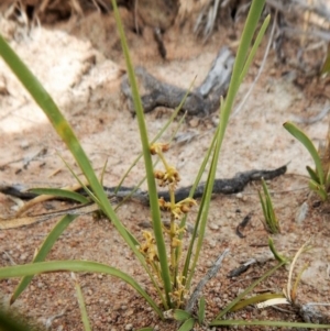 Lomandra filiformis at Cook, ACT - 27 Nov 2018