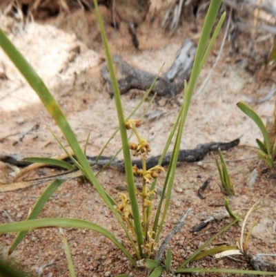 Lomandra filiformis (Wattle Mat-rush) at Mount Painter - 27 Nov 2018 by CathB