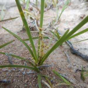 Lomandra filiformis at Cook, ACT - 27 Nov 2018 11:06 AM