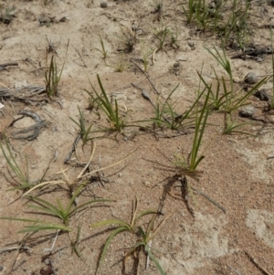 Lomandra filiformis at Cook, ACT - 27 Nov 2018 11:06 AM