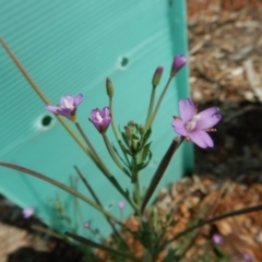 Epilobium billardiereanum subsp. cinereum (Hairy Willow Herb) at Cook, ACT - 29 Nov 2018 by CathB