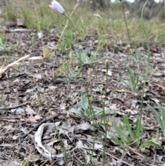 Wahlenbergia luteola (Yellowish Bluebell) at Cook, ACT - 5 Dec 2018 by CathB