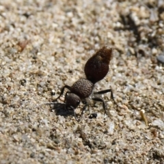 Ephutomorpha sp. (genus) (Mutillid wasp or Velvet ant) at Tennent, ACT - 20 Jan 2019 by GraemeM