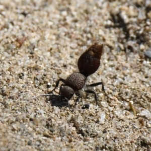 Ephutomorpha sp. (genus) at Gigerline Nature Reserve - 21 Jan 2019 09:28 AM