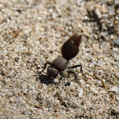Ephutomorpha sp. (genus) (Mutillid wasp or Velvet ant) at Tennent, ACT - 20 Jan 2019 by GraemeM
