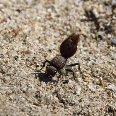 Ephutomorpha sp. (genus) (Mutillid wasp or Velvet ant) at Tennent, ACT - 21 Jan 2019 by GraemeM