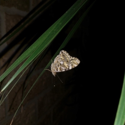 Vanessa kershawi (Australian Painted Lady) at Nicholls, ACT - 17 Jan 2019 by EmmaCook