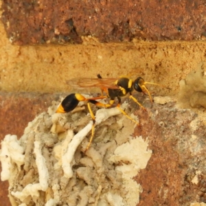 Sceliphron laetum at Kambah, ACT - 21 Jan 2019 01:13 PM