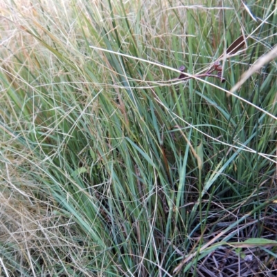 Amphibromus sp. (Swamp Wallaby Grass) at Mount Painter - 21 Jan 2019 by CathB