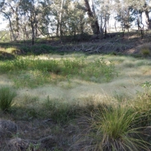 Amphibromus sp. at Cook, ACT - 22 Jan 2019