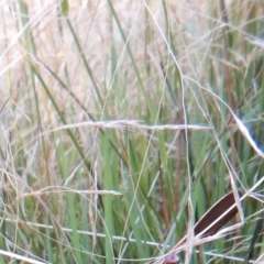 Amphibromus sp. at Cook, ACT - 22 Jan 2019